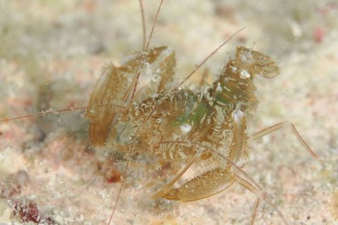 サンゴヒメエビ