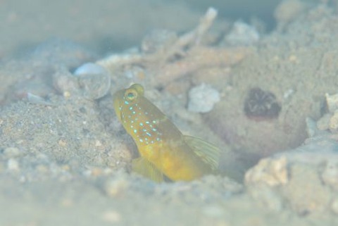 フタホシタカノハハゼ