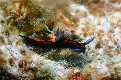 リュウグウウミウシ