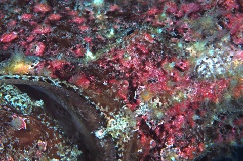 オオモンカエルアンコウ