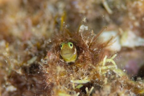 シシマイギンポ