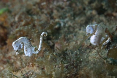 Hippocampus pontohi