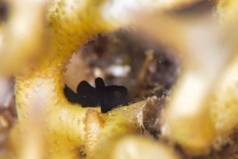 クロダルマハゼ