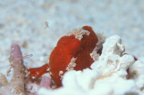 オオモンカエルアンコウ