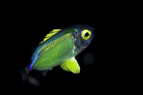 刺激的な水中生物