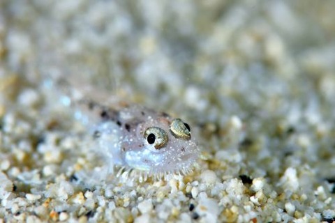 ヒゲモジャハゼ