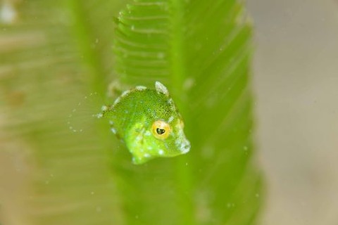 セダカカワハギ