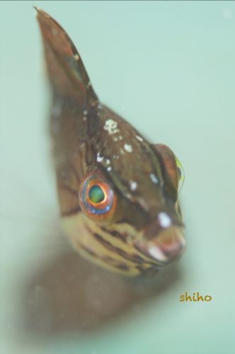 オオヒレテンスモドキ