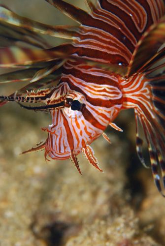 ハナミノカサゴ