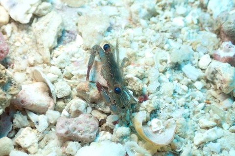 ヒメミドリベニツケガニ