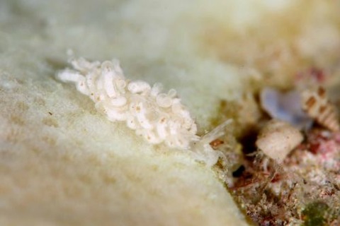 ジボガミノウミウシ