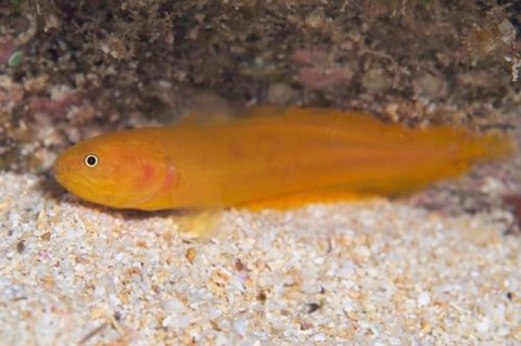 アカネイタチウオ