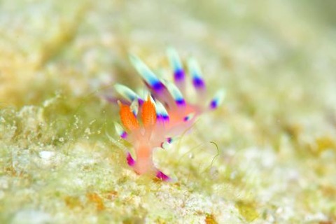 アデヤカミノウミウシ