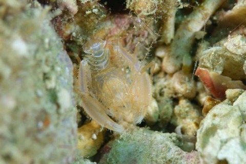 サンゴヒメエビ