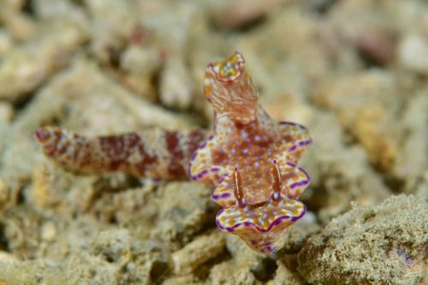 テヌウニシキウミウシ