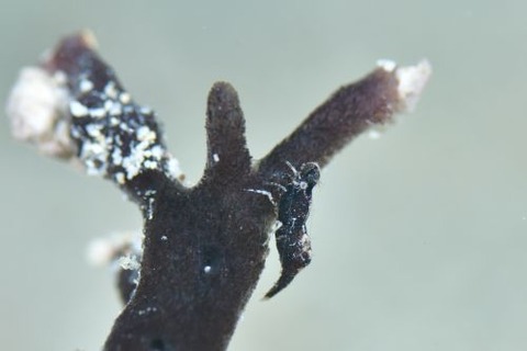 コブタヒラツノモエビ