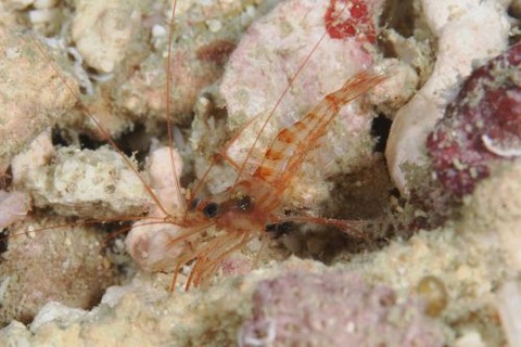 コモレビアカモエビ