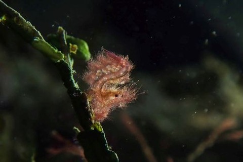 フィコカリス・シムランス