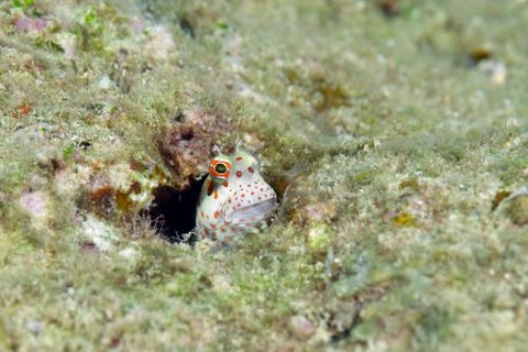 モンツキカエルウオ