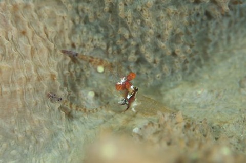 カメンカクレエビ