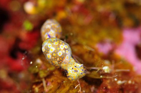 ブドウガイ科の1種