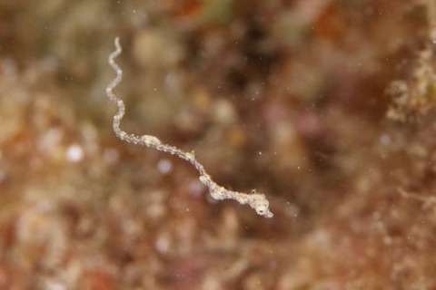 キオネミクティス・ルメンガニィ