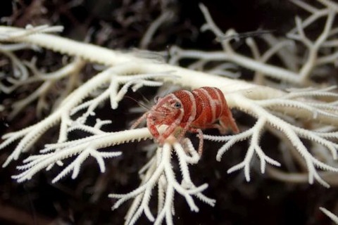 テヅルモヅルエビ