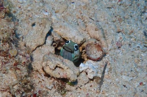 メガネアゴアマダイ