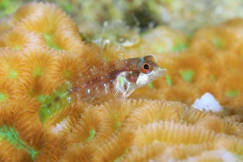 ヘビギンポ科の1種