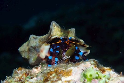 ユビワサンゴヤドカリ