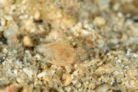 サンゴヒメエビ