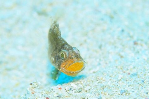 タイワンマトイシモチ