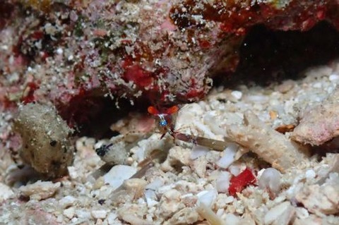 カメンカクレエビ