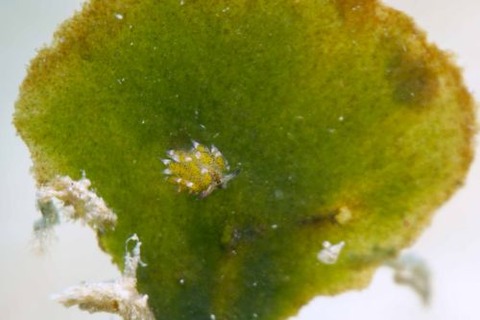 クサイロモウミウシ