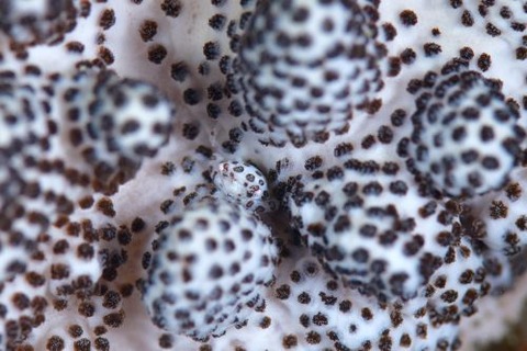 トサカガザミ属の1種