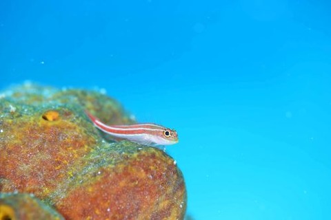 タテジマヘビギンポ