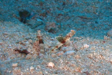 ホタルビオニハゼ