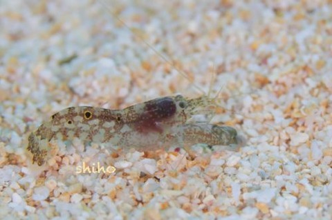 テッポウエビ科の1種