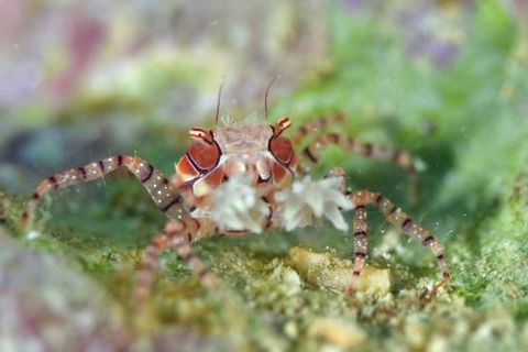 キンチャクガニ