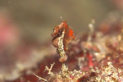 Hippocampus severnsi