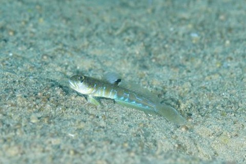 ゼータサルハゼ