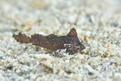 Acanthosphex leurynnis
