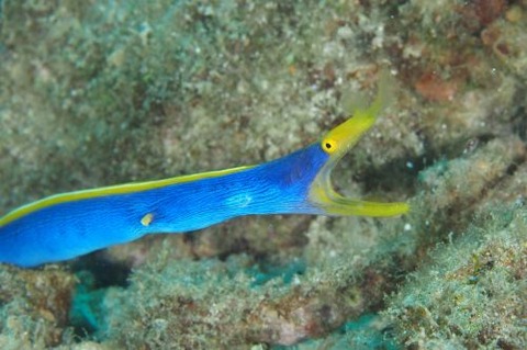 ハナヒゲウツボ