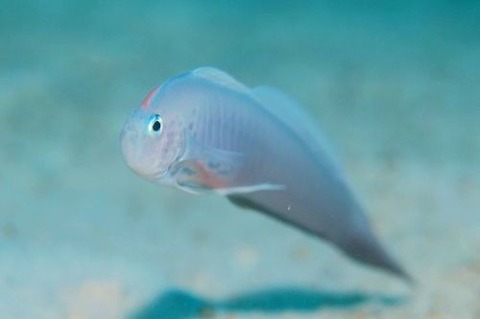 ブルーバードリボンゴビー