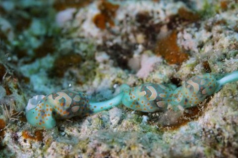 ミガキブドウガイ