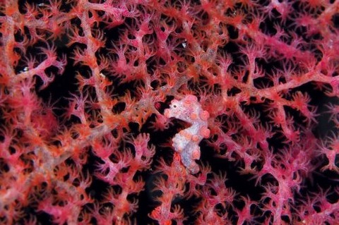 Hippocampus bargibanti