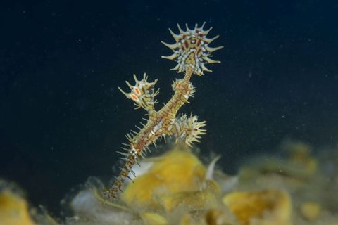 ニシキフウライウオ