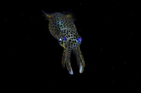 刺激的な水中生物