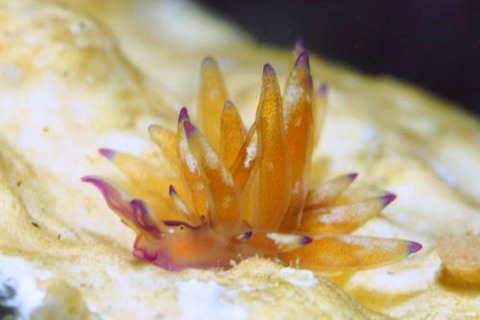 ウミウシ不明種