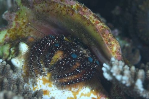 アオボシヤドカリ